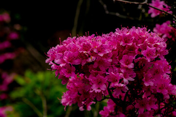 万年山のミヤマキリシマ