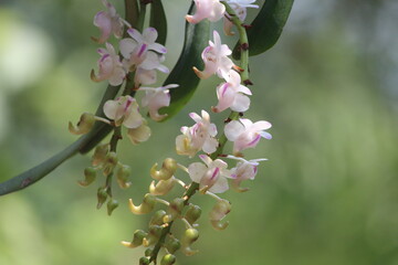 apple tree blossom