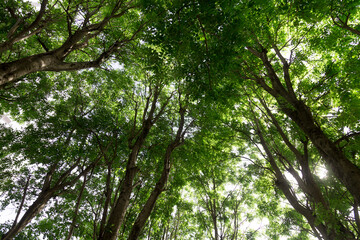 green trees full of leaves in the forest low angle view.