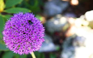 Pretty garlic flowers in garden setting