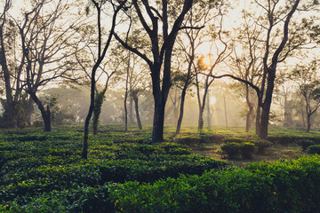 Fototapeta na wymiar Early morning sunrise in a Tea Garden
