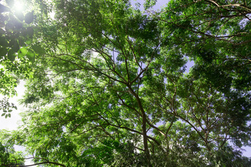 green leaves tree in the forest