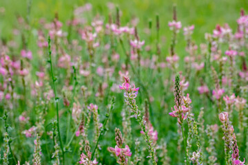 field of spring flowers