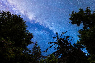 Blue Milky way falling stars pine trees silhouette