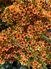 Beautiful geraldton wax flowers in bouquet