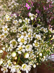 Beautiful geraldton wax flowers in bouquet