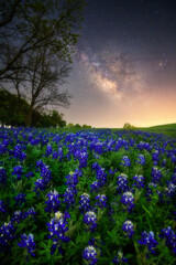 Milky way over bluebonnet in Ennis, Texas