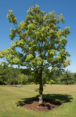Fototapeta premium Summer Foliage of a Deciduous Himalayan or Indian Horse Chestnut Tree (Aesculus indica) Growing in a garden in Rural Devon, England, UK