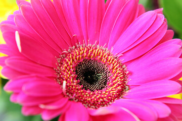 Closeup of beautiful pink gerber flowers