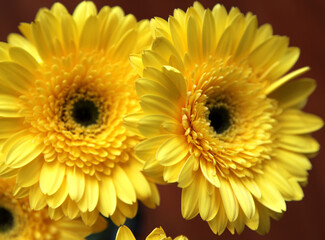 Closeup of beautiful yellow gerber flower