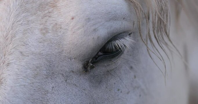 Close-up of white horse eye with houseflies at sunset - Camargue, France