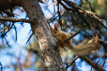Funny euroasian red squirrel sitting on tiny branch of tree in woodland park outdoors and looking with curiosity