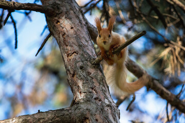 Funny euroasian red squirrel sitting on tiny branch of tree in woodland park outdoors and looking right into camera with curiosity