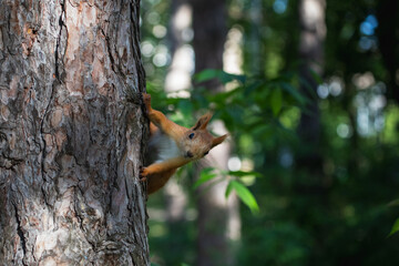 Curious euroasian red squirrel peeping out from behind tree trunk in woodland park outdoors