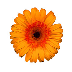 Closeup of beautiful orange gerber flower
