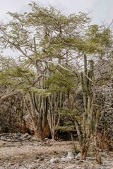 Kakteen im Washington-Slagbaai-Nationalpark Bonaire in der Karibik