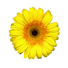 Closeup of beautiful yellow gerber flower