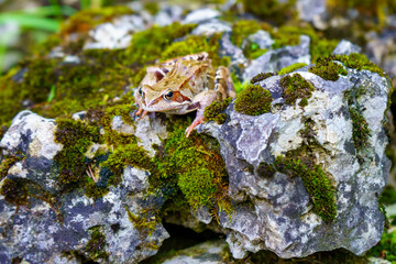 Glance a frog sits on a stone with moss