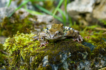 Glance a frog sits on a stone with moss