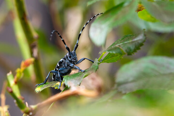 Anoplophora malasiaca　Spotted chamomile　Insect