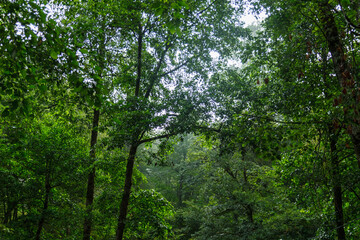 Fototapeta na wymiar forest tree. nature green wood backgrounds. Beauty background
