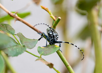 Anoplophora malasiaca　Spotted chamomile　Insect