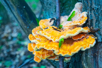 Yellow tree fungus on the trunk of an old tree. Close up.