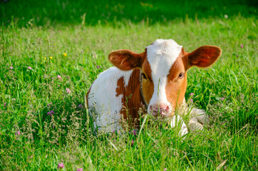 Obraz na płótnie Canvas young cow, a calf in the green grass in a meadow of white and red color, symbol 2021. the new year is 2021. bull