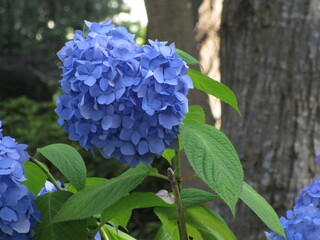 山下公園で撮影したアジサイです