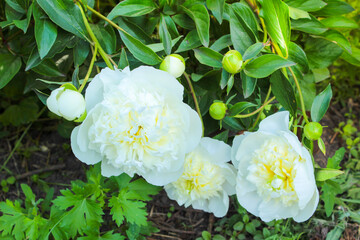white flowers in the garden