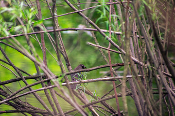 Small blackbird hiding in the branches