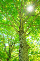 sun rays in the forest