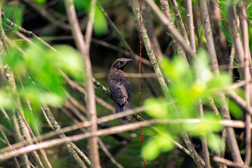 Small blackbird hiding in the branches