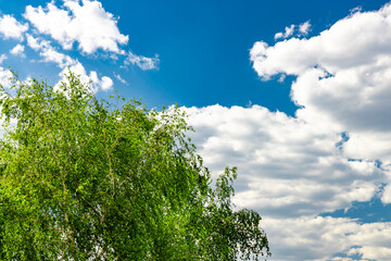 Fototapeta premium Birch close-up on a background of blue sky with clouds.