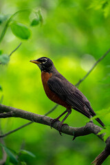 American robin on a branch with a wonderful background 