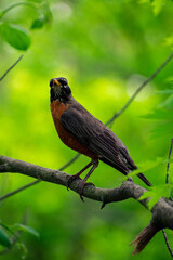 American robin on a branch with a wonderful background 
