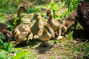 Yellow baby ducklings in search of food in forest 
