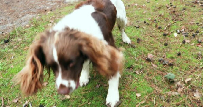 WS MS Springer spaniel playing with ball in forest / Ockham, Surrey, UK