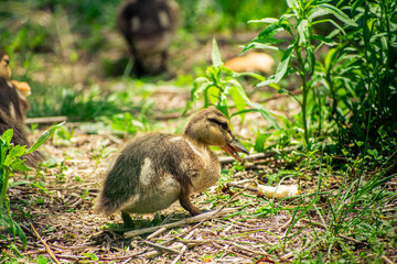 Baby chicks eating on grassland by a river