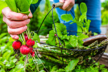 Freshly picked radishes and green asparagus in a gardener's basket.