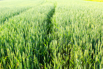 Fototapeta premium green wheat field in summer