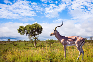 Impala, or black-headed antelope