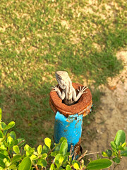  close up view of a chameleon in a pipe