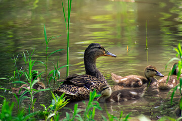 Mom Duck with her Yellow baby ducklings in the lake