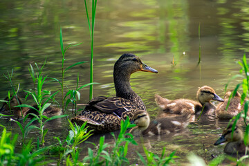 Mom Duck with her Yellow baby ducklings in the lake