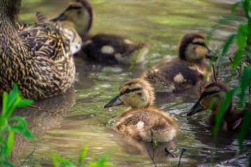 ducklings alone in the lake