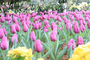 colorful tulips in the garden