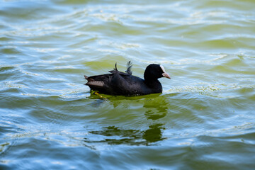 One small black Eurasian coot bird also known as common or Australian coot, swiming on a lake in a sunny summer day.