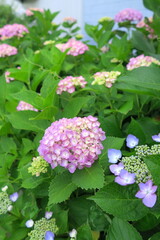 青い壁と色づき始めた紫陽花の花