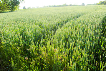 green wheat field